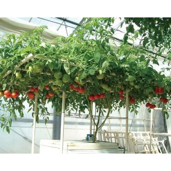 注文コード:15545348 ホームハイポニカ303 ホームハイポニカ