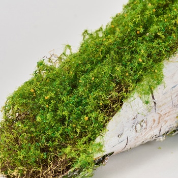 注文コード:16889385 モス白樺ベースL MAGIQ(東京堂)