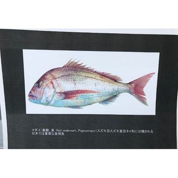 注文コード:25568123 レーザーイルミネ レーザーイルミネ