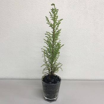 注文コード:60315258 クラフト 竹炭 SUN & HOPE(サンアンドホープ)