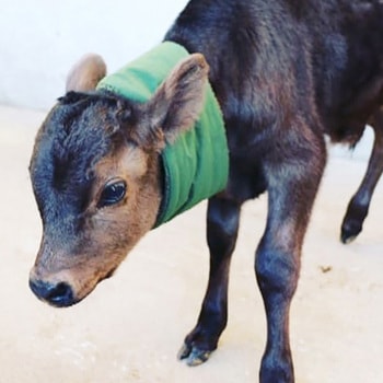 注文コード:61264528 モーっとねっく冬用 USIMO