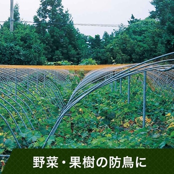 注文コード:64421107,64421116,64421125,64421134,64421150,64421159,64421168,64421177,64421186,64421195,64421204,64421220,64421229,64421238,64421247,64421256,64421265,64421274,64421290,64421299,64421308,64421317,64421326,64421335,64421344,64421360,64421369,64421378,64421387,64421396,64421405,64421414,64421430,64421439,64421448,64421457,64421466,64421475,64421484,64421500,64421509,64421518,64421527,64421536,64421545,64421554,64421570,64421579,64421588,64421597 PE防鳥網(400D)オレンジ - 東京戸張