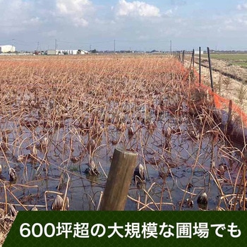 注文コード:64421107,64421116,64421125,64421134,64421150,64421159,64421168,64421177,64421186,64421195,64421204,64421220,64421229,64421238,64421247,64421256,64421265,64421274,64421290,64421299,64421308,64421317,64421326,64421335,64421344,64421360,64421369,64421378,64421387,64421396,64421405,64421414,64421430,64421439,64421448,64421457,64421466,64421475,64421484,64421500,64421509,64421518,64421527,64421536,64421545,64421554,64421570,64421579,64421588,64421597 PE防鳥網(400D)オレンジ - 東京戸張