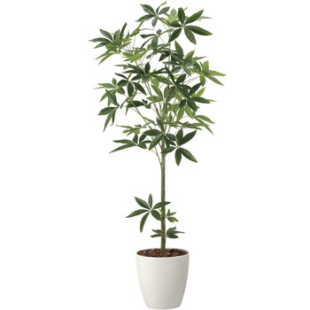 注文コード:81725125 フレッシュパキラ アートクリエーション