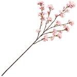 FM007069 薄紅の桜 満開中 MAGIQ(東京堂)