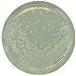 1.07994.0500 BAT 寒天培地 微生物学用 107994 500G Merck(メルクミリポア)