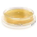1.46539.0200 Tryptic Soy Contact Agar w.LT & Cephase, ICR+ 200 <Q1004018> 146539 200PACK Merck(メルクミリポア)