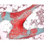 1.01728.9010 オステオソフト (R) 組織学用マイルド脱灰液 101728 10L Merck(メルクミリポア)