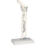 4556 肘関節モデル Erler-Zimmer