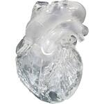 CardioModelEV(成人正常 クロスメディカル