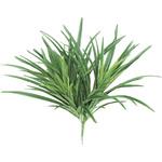 ヤブラン タカショー