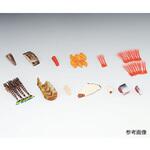 フードモデル 魚介類164~176 イワイサンプル