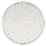 252029 BD BBL TM YSG寒天培地 ベクトン・ディッキンソン