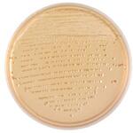 BD BBL TM CT-ソルビトール添加マッコンキーⅡ寒天培地 ベクトン・ディッキンソン