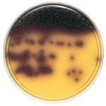 251972 BD BBL TM BBE寒天培地 10枚 ベクトン・ディッキンソン