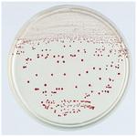 BD BBL TM VRE選択培地 ベクトン・ディッキンソン