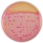 251139 BD BBL TM CIN寒天培地 20枚 ベクトン・ディッキンソン