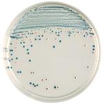 BD BBL TM CHROMagar TM O157寒天培地 ベクトン・ディッキンソン