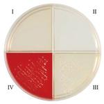 251142 BD BBL TM ヘモフィルスID4分画培地 10枚 ベクトン・ディッキンソン