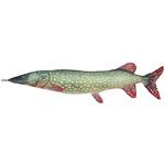 Y-0511 FISHES PIKE(フィッシーズパイク) ダルトン
