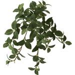 GLDD-0004 フィトニアハンギングブッシュ 横浜ディスプレイミュージアム