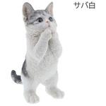 ベニーズキャット(ちょうだい) 紅石