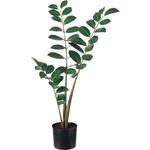 A-50849-051A ザミフォリア(ポット付) アスカ商会