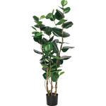 A-50900-051A インディアンアーモンド(ポット付) アスカ商会