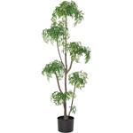 アラリア(ポット付) アスカ商会