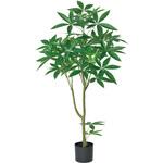 パキラ(ポット付) アスカ商会