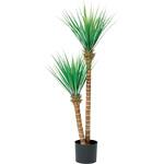 ドラセナ(ポット付) アスカ商会