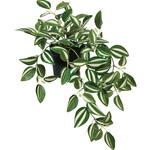 A-51092-051V ワンダリングジュー(ポット付) アスカ商会