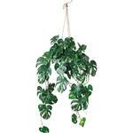 A-51094-051V ハンギングモンステラ(ポット付) アスカ商会