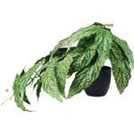 A-51103-051V ベゴニア(ポット付) アスカ商会