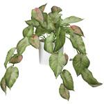 カラジューム(ポット付) アスカ商会