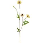 ボタニカルヤグルマソウ 横浜ディスプレイミュージアム