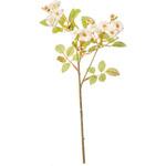 ポラニエポンポンローズ 横浜ディスプレイミュージアム