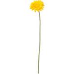 ガーベラ 横浜ディスプレイミュージアム