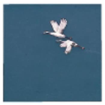 OPクリア四季 鶴 アーテック[和紙]