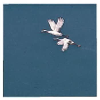 OPクリア四季 鶴 アーテック[和紙]