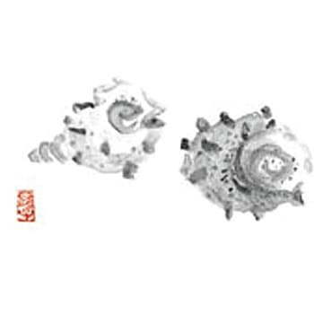 尺3 テーブルマット さざえ カミイソ産商