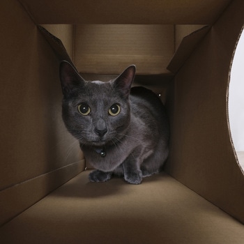 ねこねこトンネル トンネルセット アイリスオーヤマ