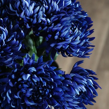 造花 菊 エルブレイン