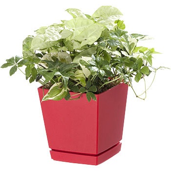 6�� �N�G���`���[�|�b�g ��a�v���X�`�b�N 01295105