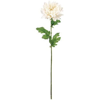 あけぼの菊 MAGIQ(東京堂)