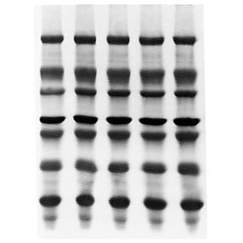 Immobilon-PSQ PVDF 0.2μm 7x8.4cm sheet 50/Pk 50PK Merck(メルクミリポア)