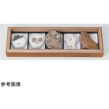 化石標本 大江理工社