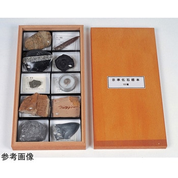 化石標本 大江理工社