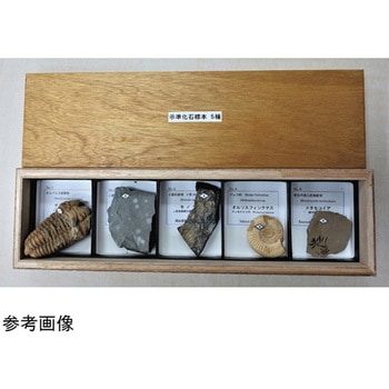 化石標本 大江理工社
