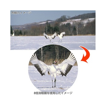 双眼鏡 コンパクト 21mm MCシリーズ I.L.K(池田レンズ工業)